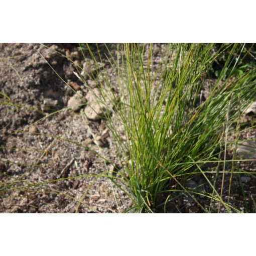 Carex umbrosa Thiny Thin - Árnyéki sás