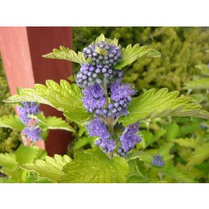 Caryopteris clandonensis Hint of Gold - Angol kékszakáll