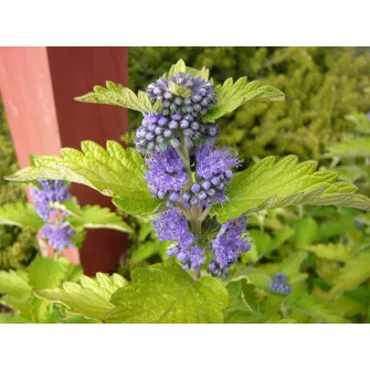Kékszakáll (Caryopteris)