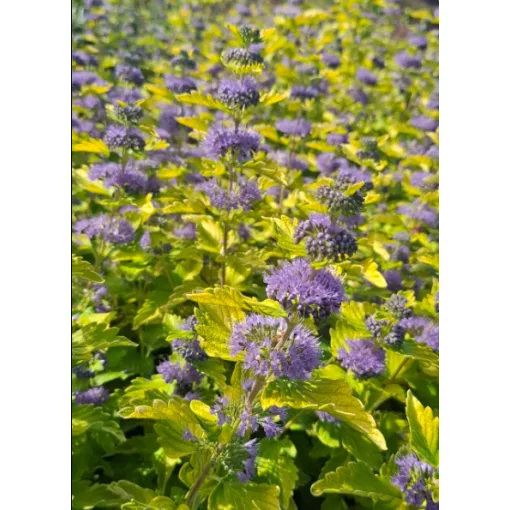 Caryopteris clandonensis Hint of Gold - Angol kékszakáll