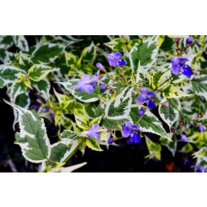 Caryopteris divaricata Snow Fairy - Japán kékszakáll
