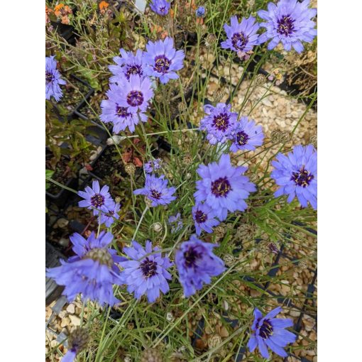 Catananche caerulea - Zörgővirág