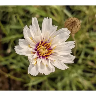 Zörgővirág (Catananche)