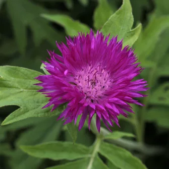 Imola (Centaurea)