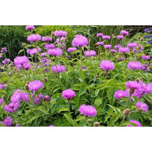 Centaurea hypoleuca John Coutts - Imola