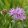 Centaurea jacea - Imola