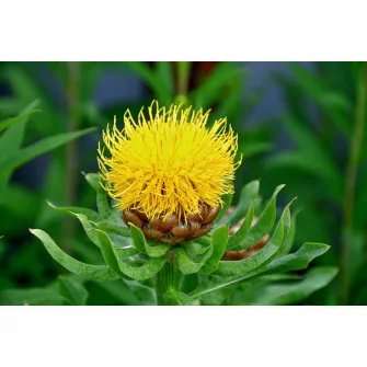 Imola (Centaurea)
