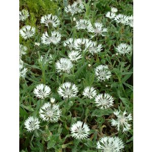 Centaurea montana Alba - Imola