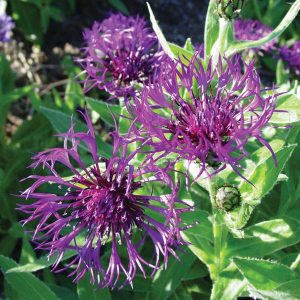 Centaurea montana Amethyst Dream - Imola