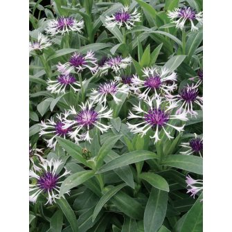 Imola (Centaurea)
