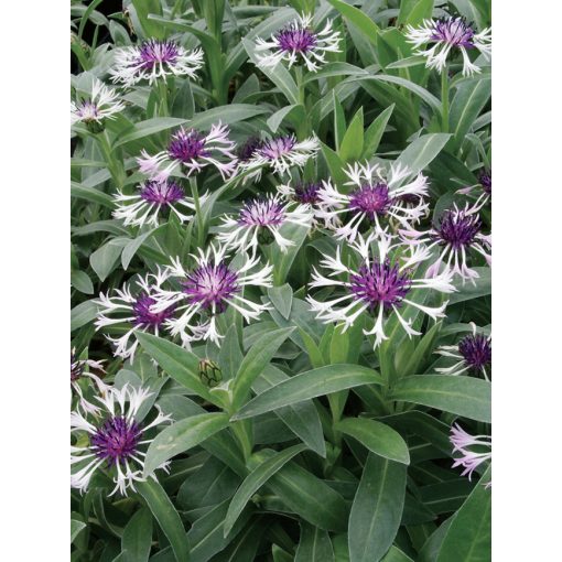 Centaurea montana Amethyst in Snow - Imola