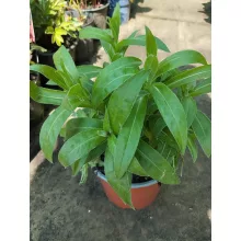 Centaurea montana Jordy - Imola