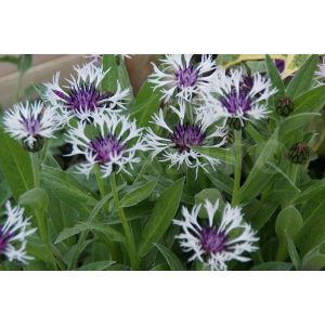 Centaurea montana Purple Heart - Imola