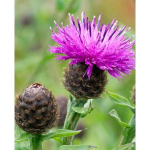 Centaurea nigra - Imola