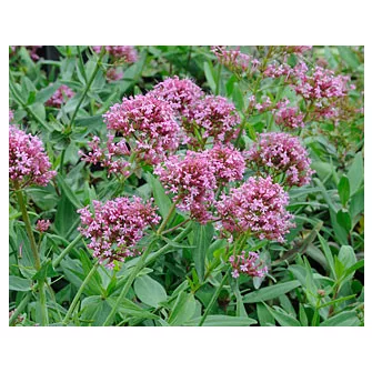 Ribizlivirág (Centranthus)