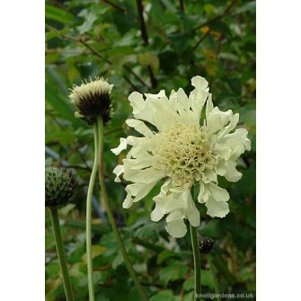 Fejvirág (Cephalaria)