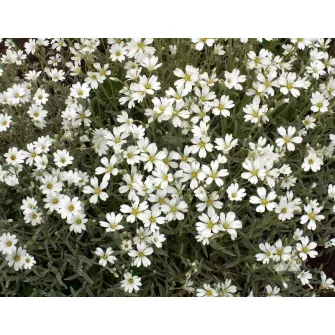 Madárhúr (Cerastium)