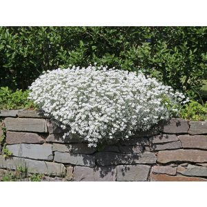 Cerastium tomentosum Silberteppich - Molyhos madárhúr
