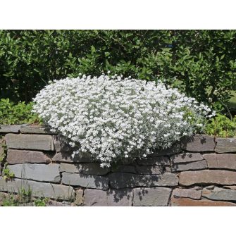 Madárhúr (Cerastium)