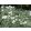 Cerastium tomentosum - Molyhos madárhúr