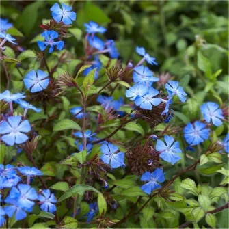 Kékgyökér (Ceratostigma)