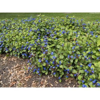 Kékgyökér (Ceratostigma)