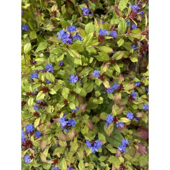 Kékgyökér (Ceratostigma)