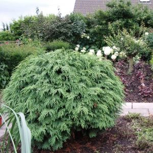 Chamaecyparis lawsoniana Globosa - Oregoni hamisciprus