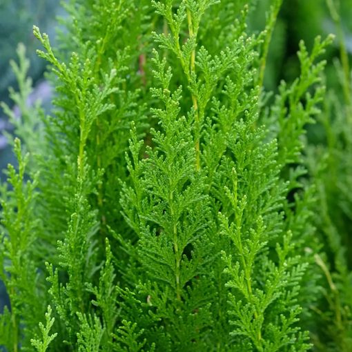 Chamaecyparis lawsoniana Green Pillar - Oregoni hamisciprus