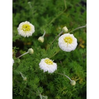 Kamilla (Chamaemelum)