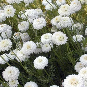 Kamilla (Chamaemelum)