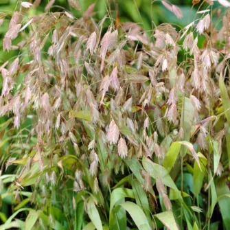 Különösfű (Chamanthium)