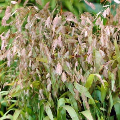 Chasmanthium latifolium - Széleslevelű különösfű