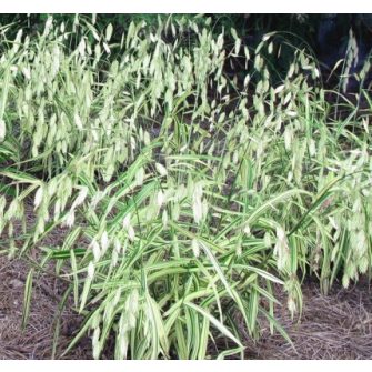 Különösfű (Chamanthium)