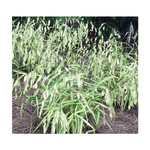 Chasmanthium latifolium River Mist - Széleslevelű különösfű