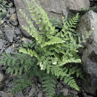 Ajakpáfrány (Cheilanthes)