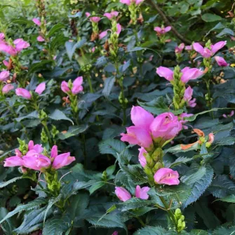Gerlefej (Chelone)