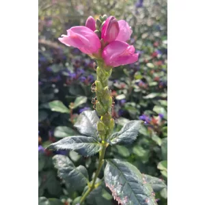 Chelone obliqua- Gerlefej
