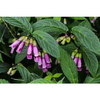 Japán gerlefej (Chelonopsis)