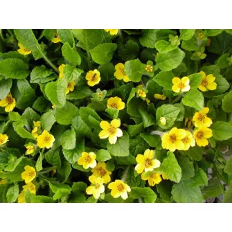 Aranykosárka (Chrysogonum)