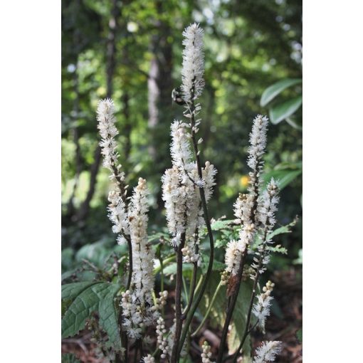 Actaea japonica Silver Blush - Poloskavész