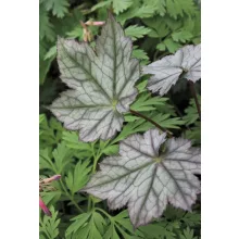 Actaea japonica Silver Blush - Poloskavész