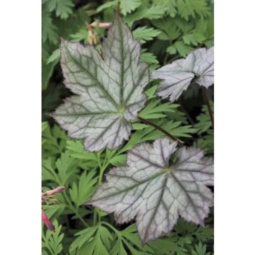 Actaea japonica Silver Blush - Poloskavész