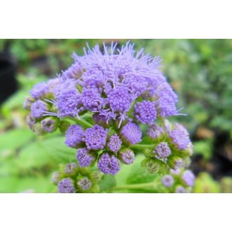 Ködvirág (Conoclinium)