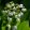 Convallaria majalis - Gyöngyvirág