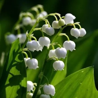Gyöngyvirág (Convallaria)