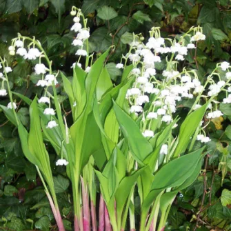 Gyöngyvirág (Convallaria)