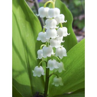 Gyöngyvirág (Convallaria)