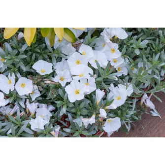 Szulák (Convolvulus)