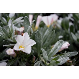 Szulák (Convolvulus)